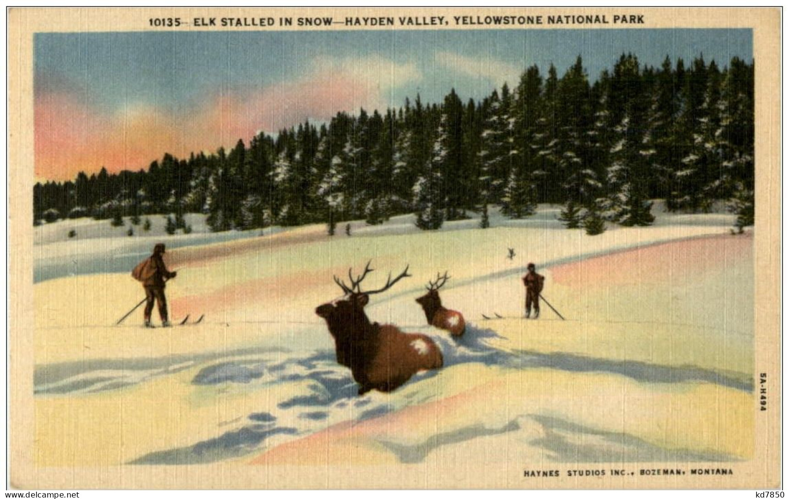 Yellowstone Natinal Park - Elk Stalled In Snow - Hayden Valley - USA Nationalparks