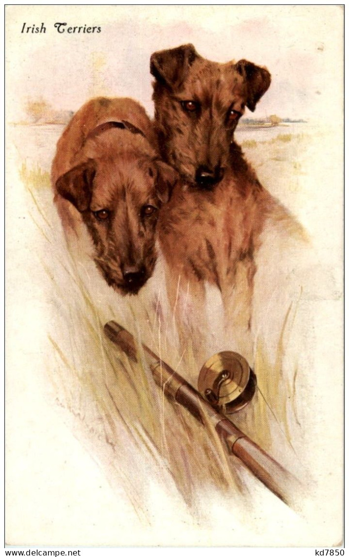 Hunde - Irish Terriers - Honden