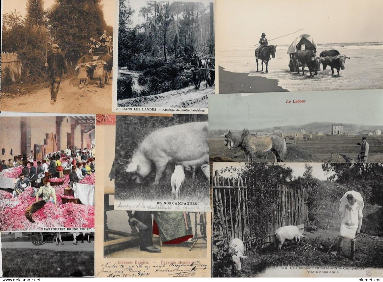 Lot 307 De 10 CPA Divers Métier Campagne Ferme Folklore Déstockage Pour Revendeurs Ou Collectionneurs - 5 - 99 Postcards