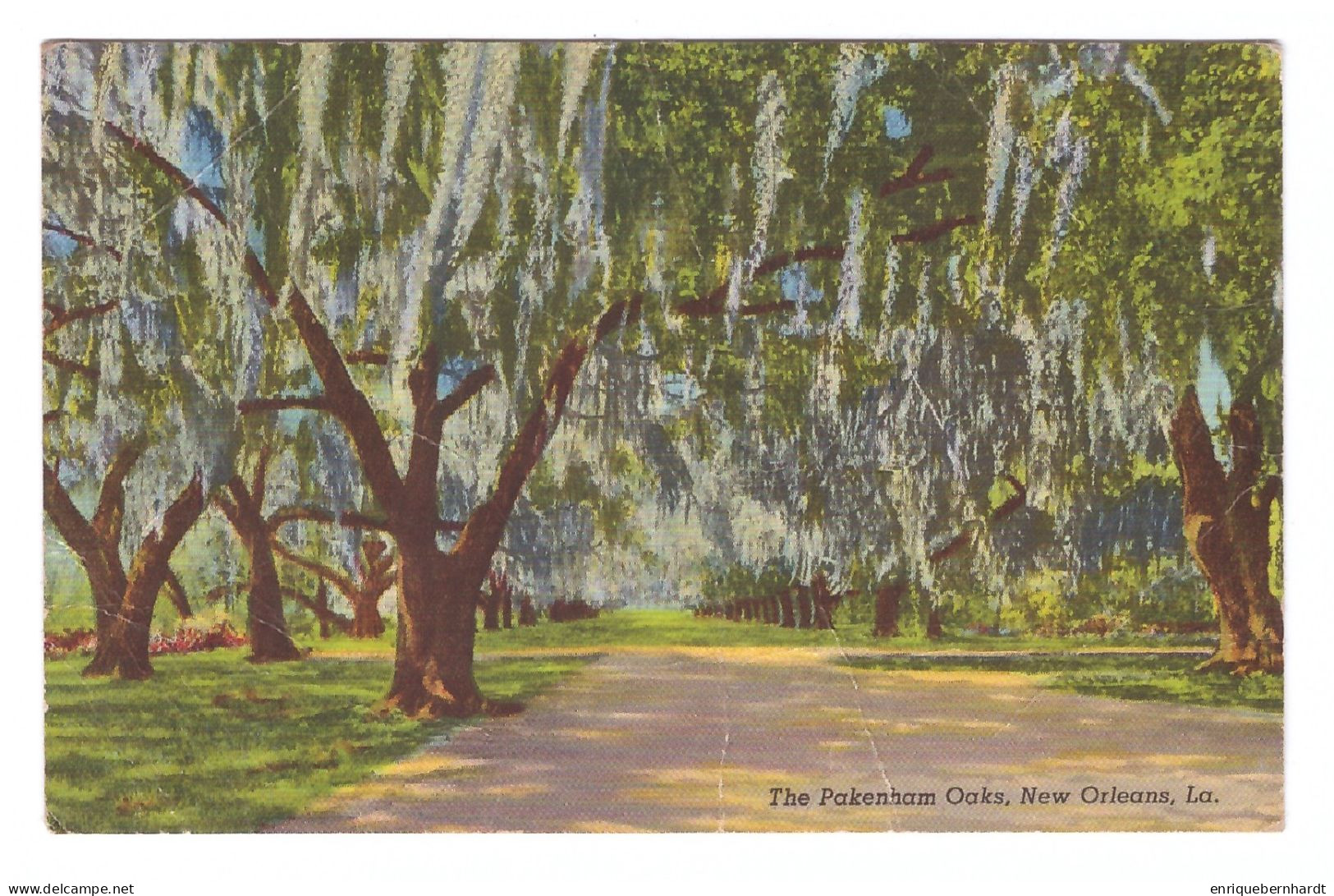 UNITED STATES // THE PAKENHAM OAKS (ALSO KNOWN AS THE CATHEDRAL OF OAKS) - New Orleans