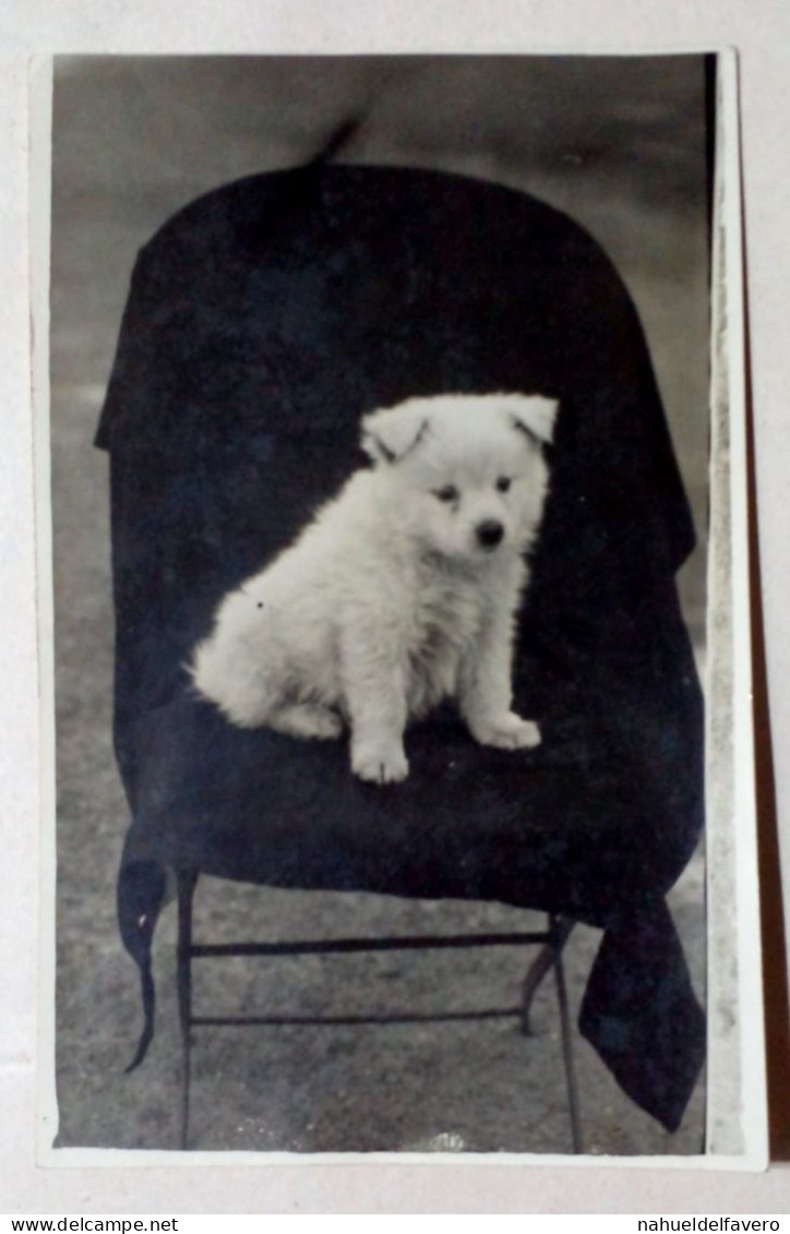 Photographie - Image D'un Chiot Sur Une Chaise. - Sonstige & Ohne Zuordnung