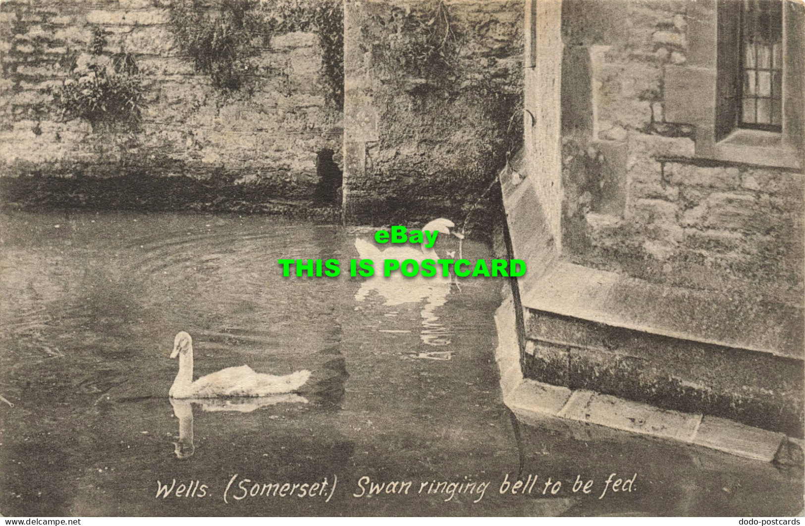 R592008 Wells. Somerset. Swan Ringing Bell To Be Fed. Friths Series. 1906 - Monde