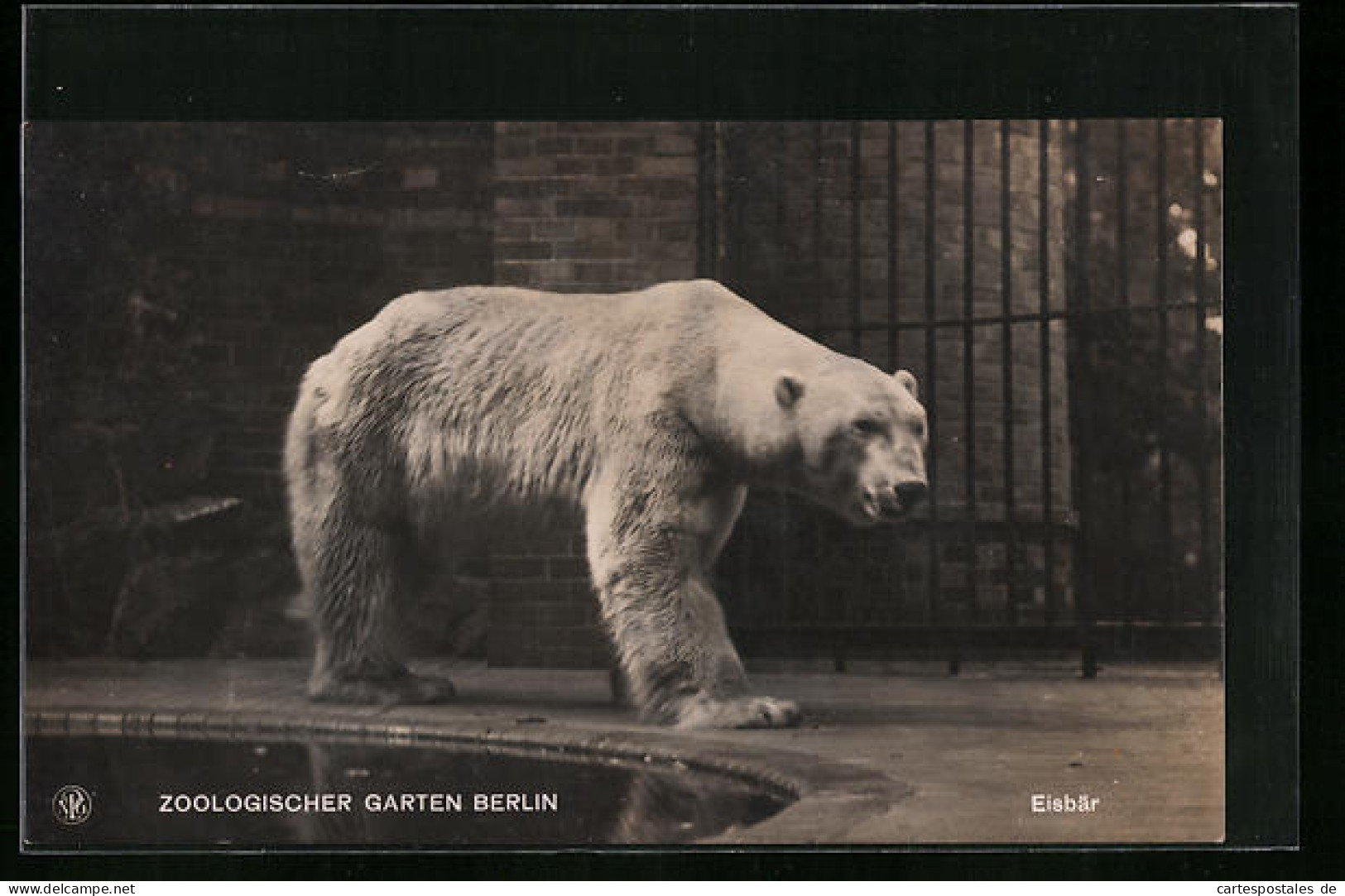 AK Eisbär Im Innengehege Mit Bassin Im Berliner Zoo  - Bears