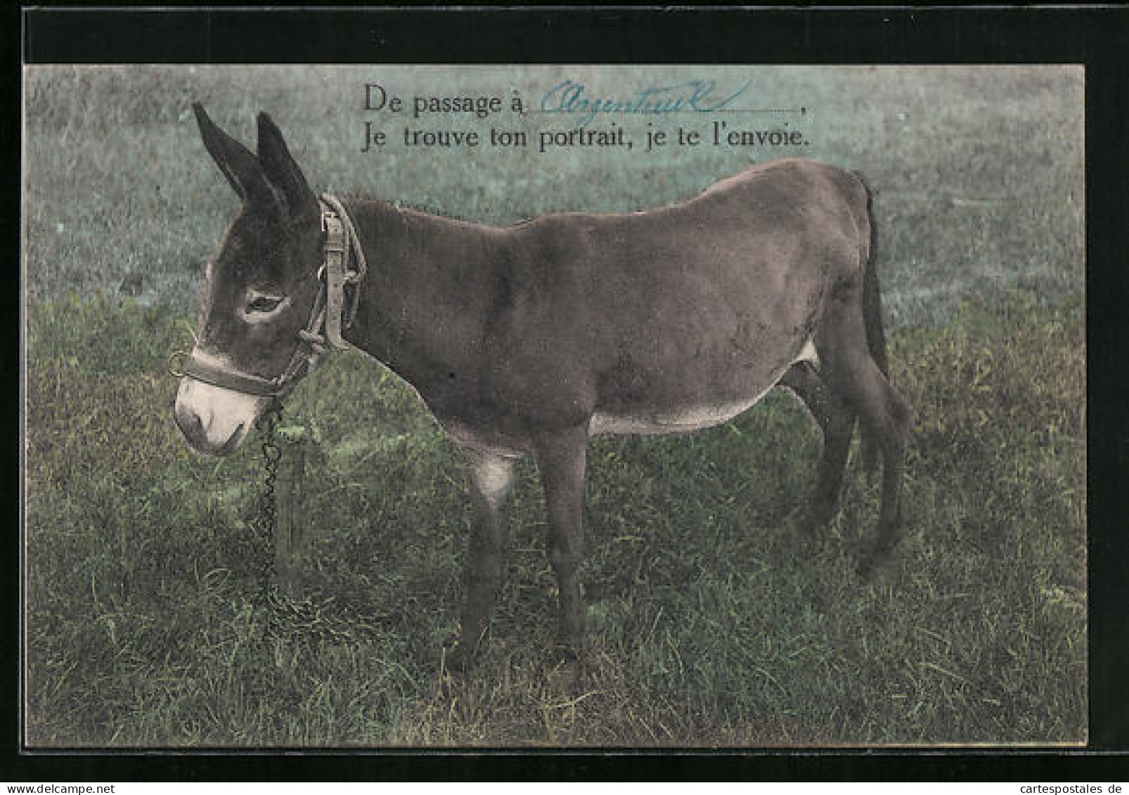 AK Angebundener Esel Auf Einer Wiese  - Donkeys