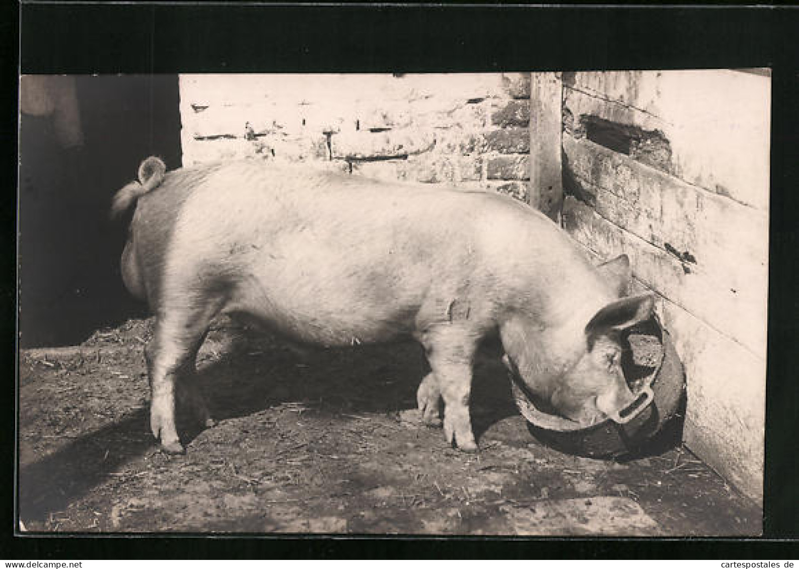 AK Schwein Im Stall Beim Fressen Aus Einer Schüssel  - Cerdos