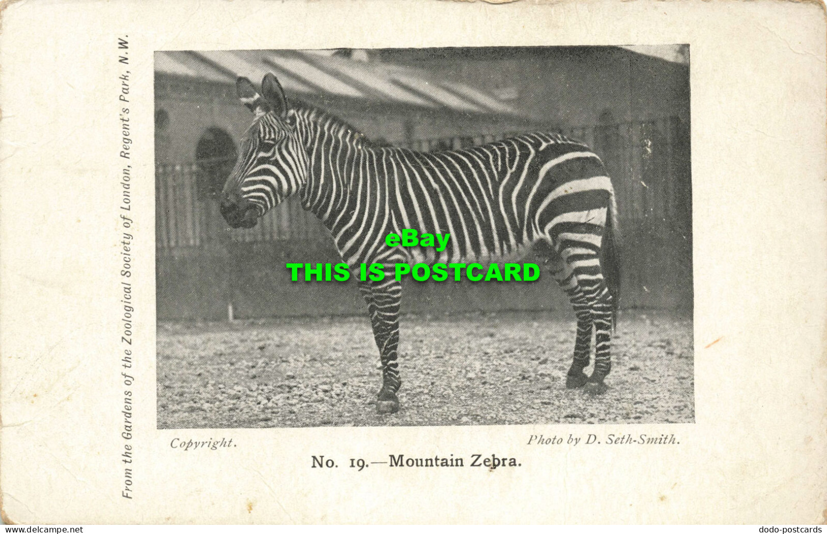 R593077 Mountain Zebra. Gardens Of The Zoological Society Of London. No. 19. D. - Sonstige & Ohne Zuordnung