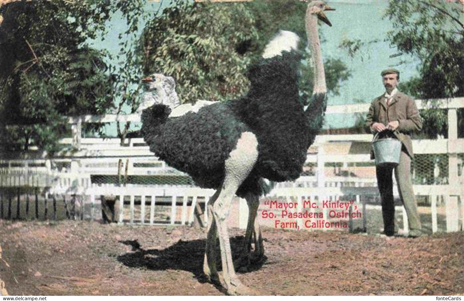 73974312 Pasadena_California_USA Mayor Mc. Kinley Ostrich Farm - Sonstige & Ohne Zuordnung