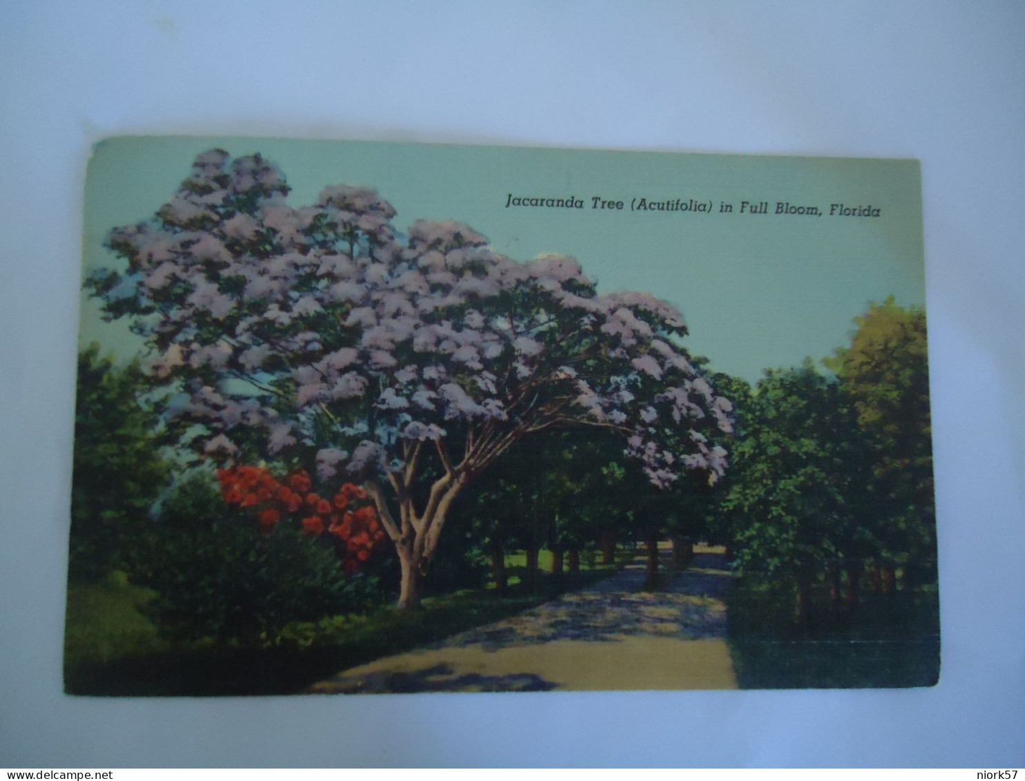 UNITED STATES POSTCARDS  FLORIDA JACARANDA TREE MORE  PURHASES 10% DISCOUNT - Sonstige & Ohne Zuordnung