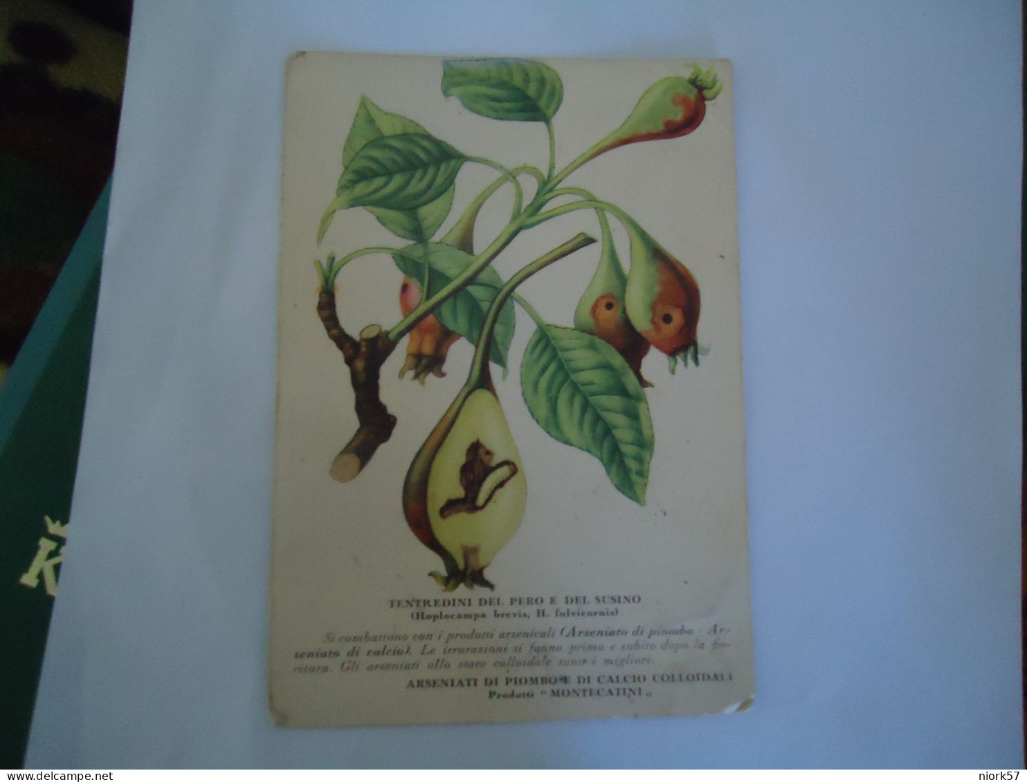 ITALY     POSTCARDS  1943  FRUITS FOR MORE PURHASES 10% DISCOUNT - Sonstige & Ohne Zuordnung