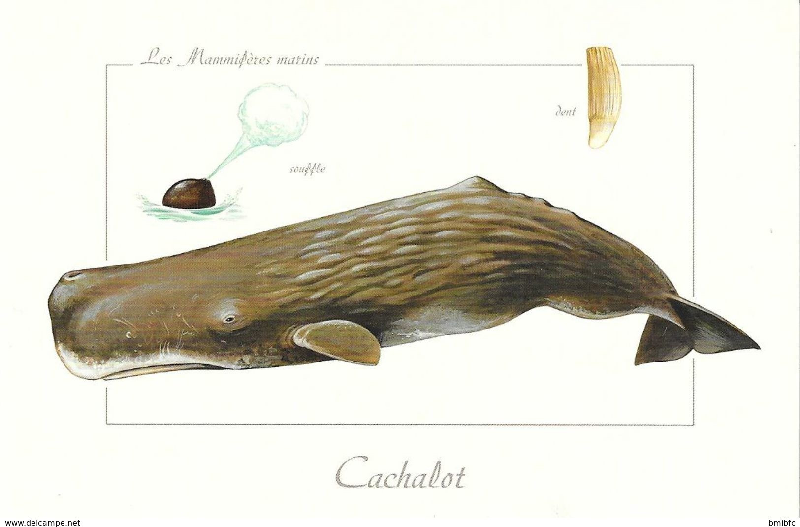 *    Les Mammifères Marins - Cachalot - Fische Und Schaltiere