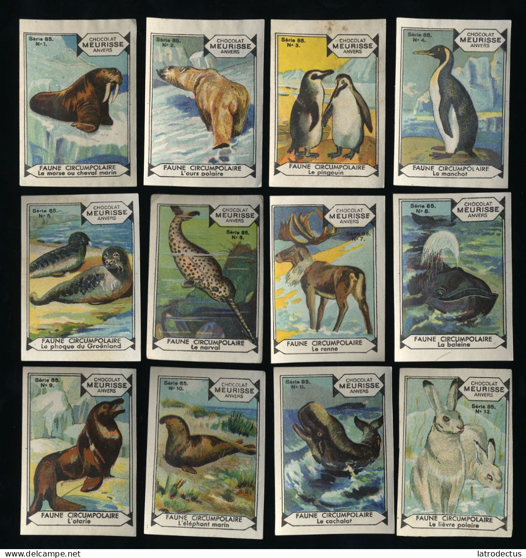 Meurisse - Ca 1930 - 85 - Faune Circumpolaire, Circumpolar Fauna - Full Serie (not All Perfect) - Otros & Sin Clasificación