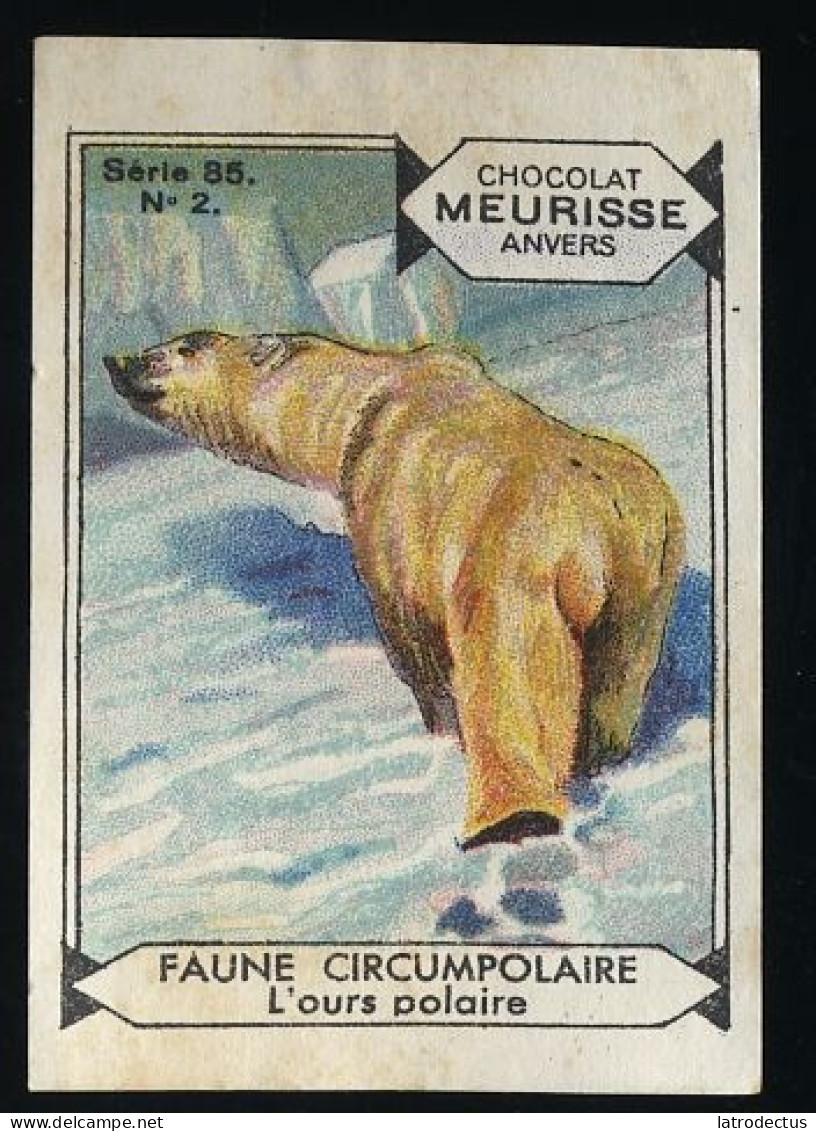 Meurisse - Ca 1930 - 85 - Faune Circumpolaire, Circumpolar Fauna - 2 - L'ours Polaire, Polar Bear - Altri & Non Classificati