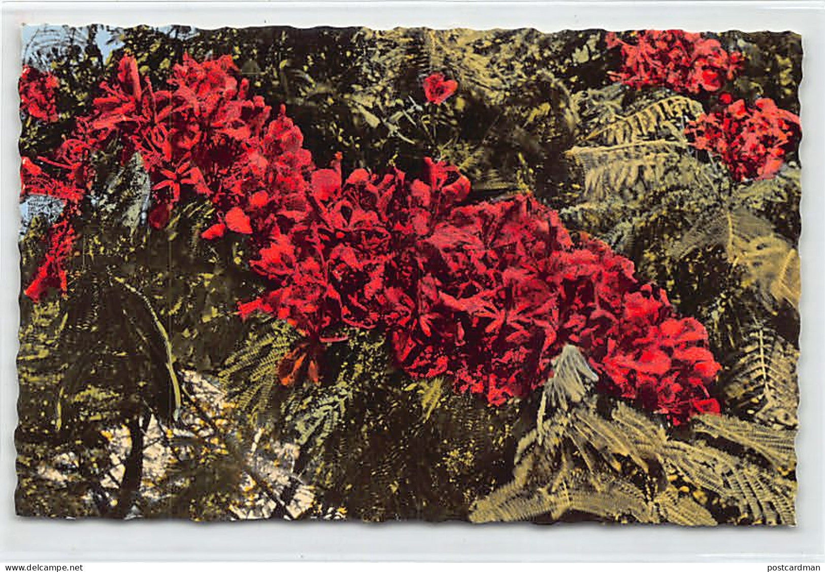 Nouvelle-Calédonie - Fleurs De Flamboyant - Ed. Gipsy 3412 - Nouvelle Calédonie
