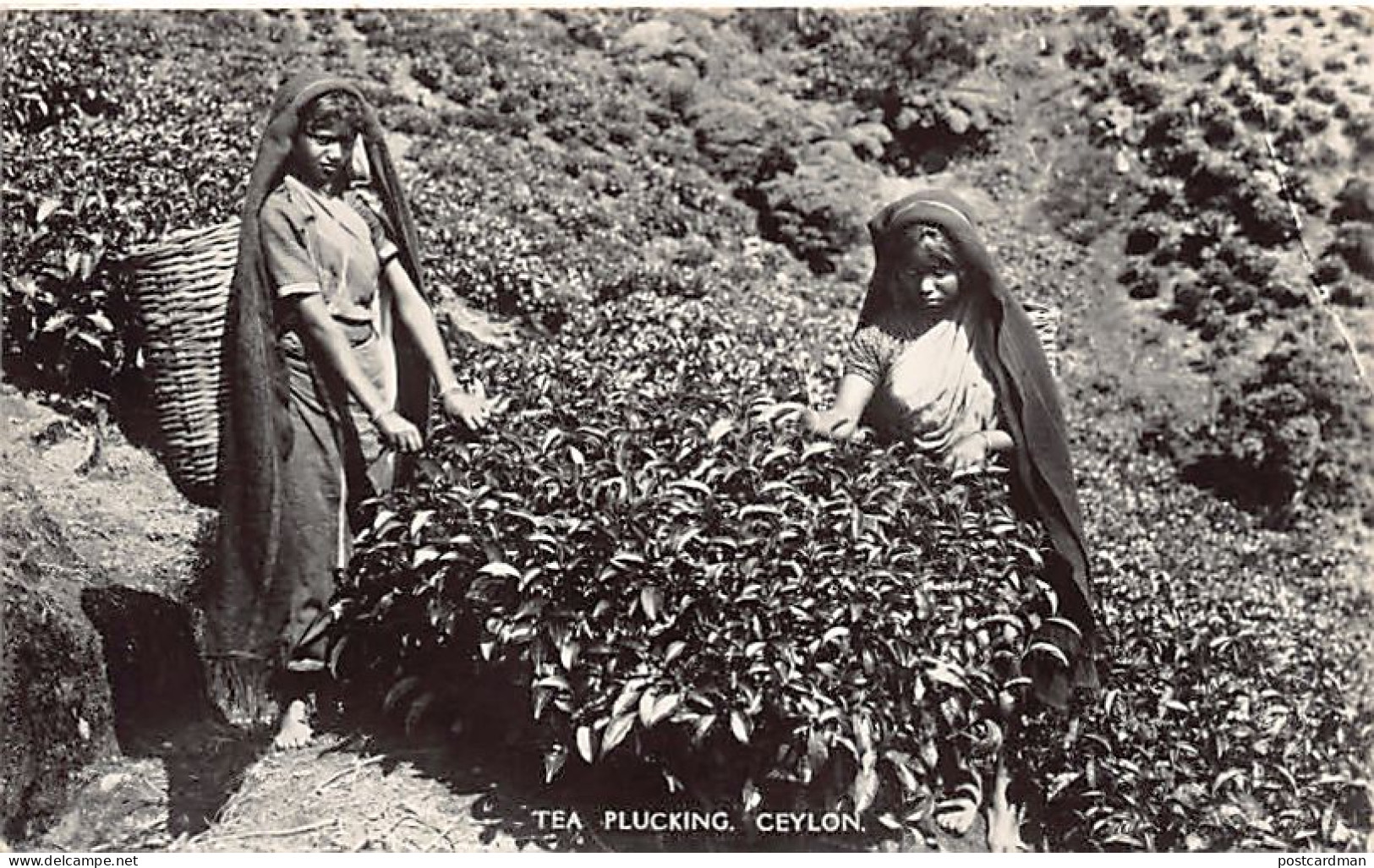 Sri Lanka - Tea Plucking - Publ. Plâté Ltd.  - Sri Lanka (Ceylon)