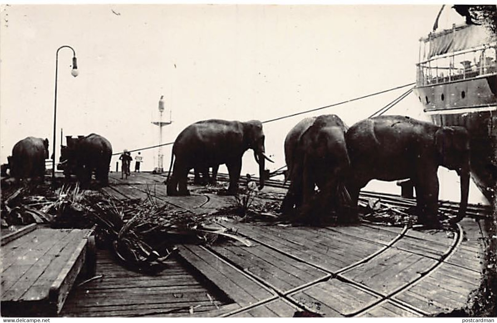 Singapore - Elephants On The Quays - REAL PHOTO - Publ. Unknown  - Singapur