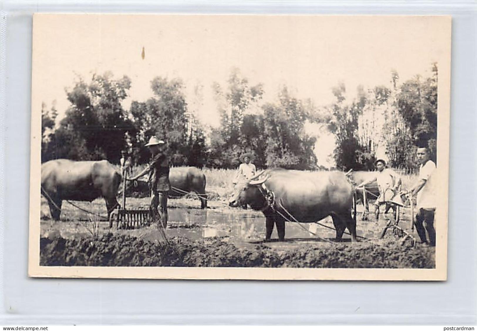 Philippines - Ploughing Rice Field - REAL PHOTO - Publ. Unknown  - Filippijnen