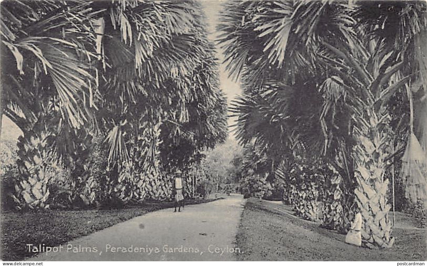 Sri Lanka - Talipot Palms, Peradeniya Gardens - Publ. Plâté Ltd. 102 - Sri Lanka (Ceylon)