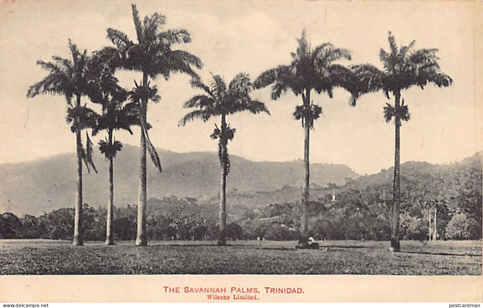 Trinidad - The Savannah Palms - Publ. Wilsons Limited  - Trinidad