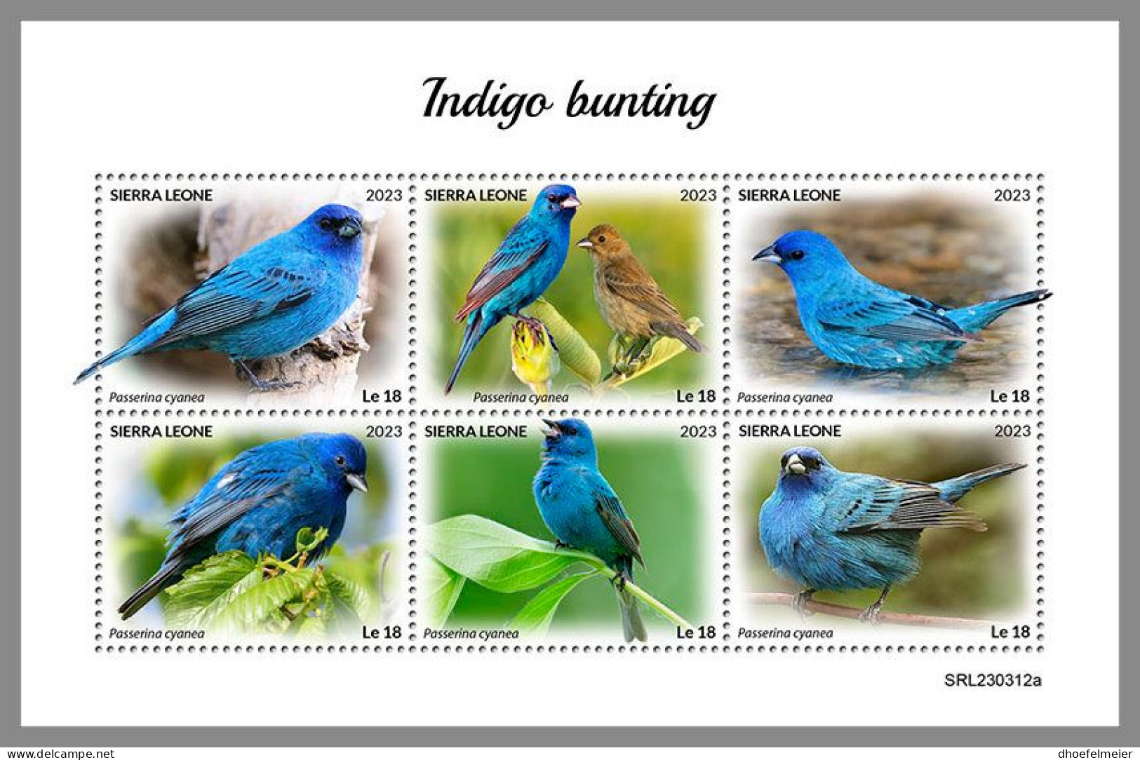 SIERRA LEONE 2023 MNH Indigo Birds Indigovögel M/S – IMPERFORATED – DHQ2418 - Sonstige & Ohne Zuordnung