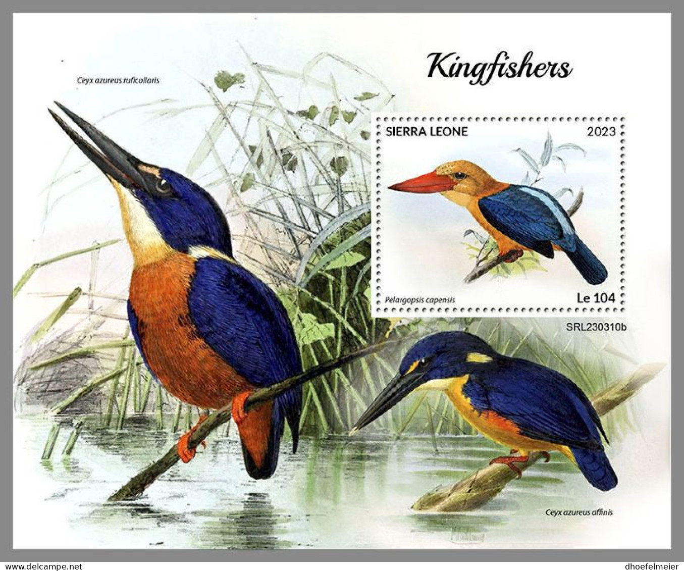 SIERRA LEONE 2023 MNH Kingfishers Eisvögel S/S – IMPERFORATED – DHQ2418 - Sonstige & Ohne Zuordnung