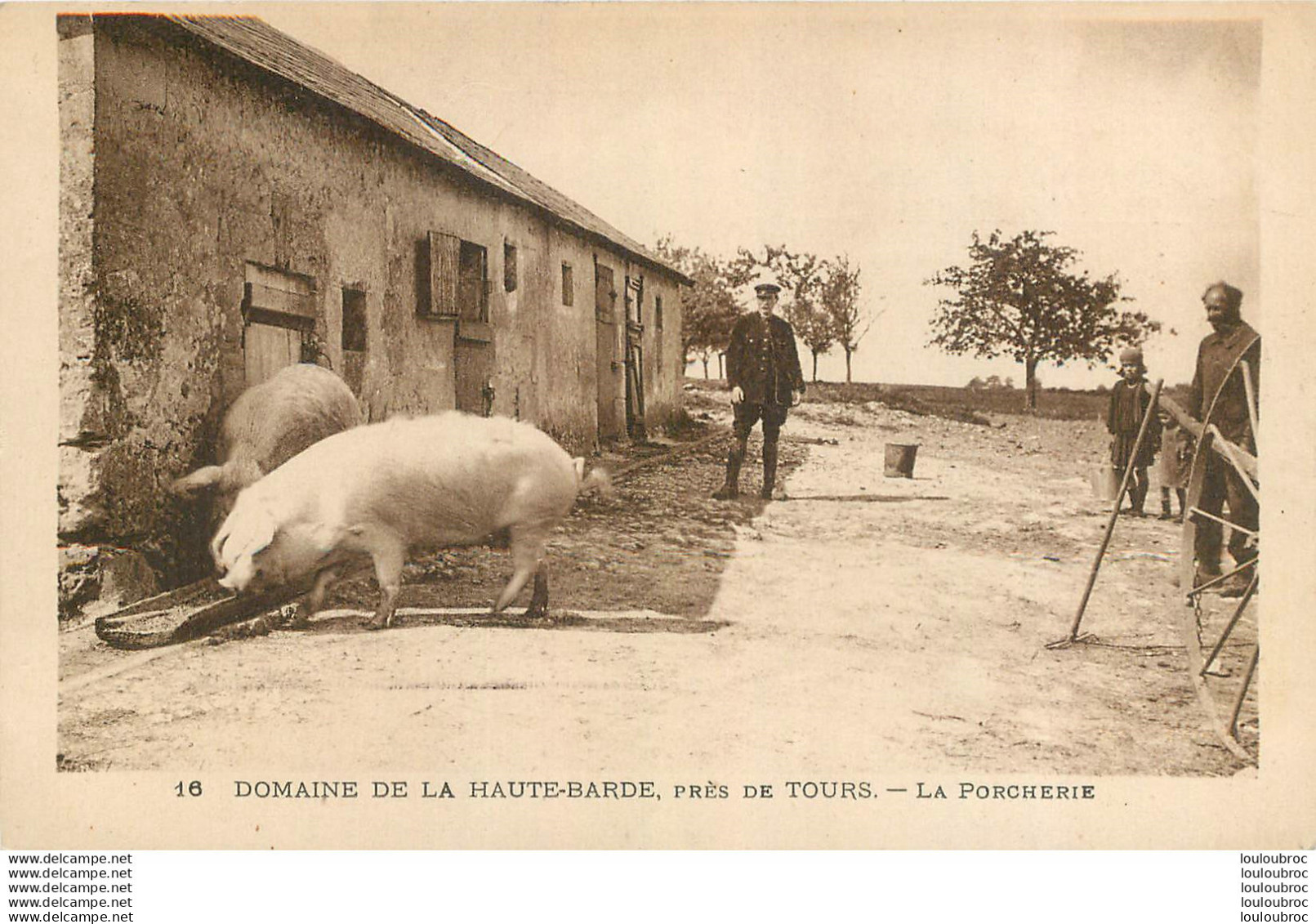 COCHONS LA PORCHERIE DU DOMAINE DE LA HAUTE-BARDE PRES DE TOURS - Pigs
