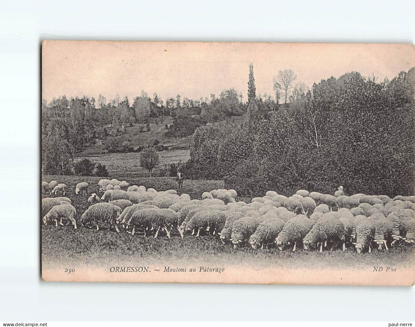 ORMESSON : Moutons Au Pâturage - Très Bon état - Ormesson Sur Marne