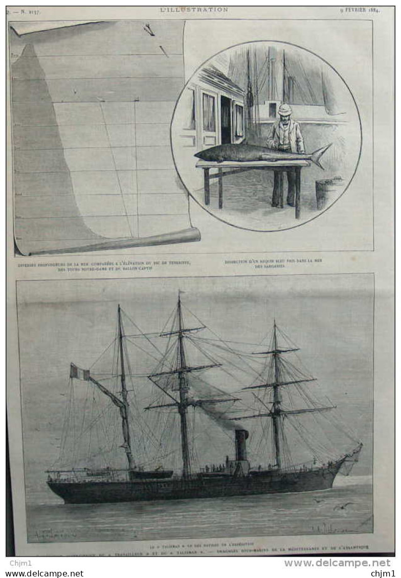 Dissection D'un Requin Bleu - L'expédition Scientifique Du "Travailleur" Et Du "Talisman" - Page Original 1884 - Documents Historiques