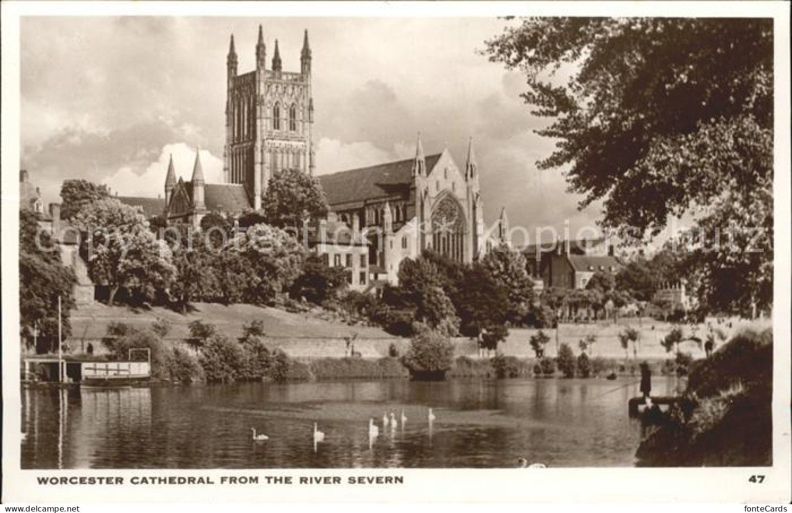 11774652 Worcester Cathedral From The River Severn Worcester - Andere & Zonder Classificatie
