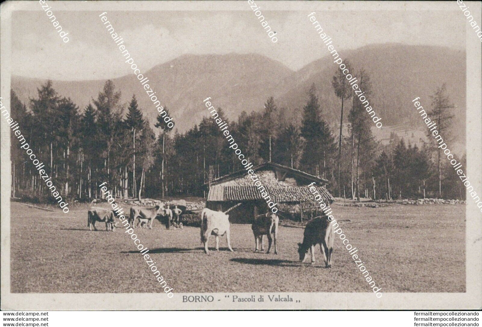 Bs273 Cartolina Borno Pascoli Di Valcala Provincia Di Brescia Lombardia - Brescia