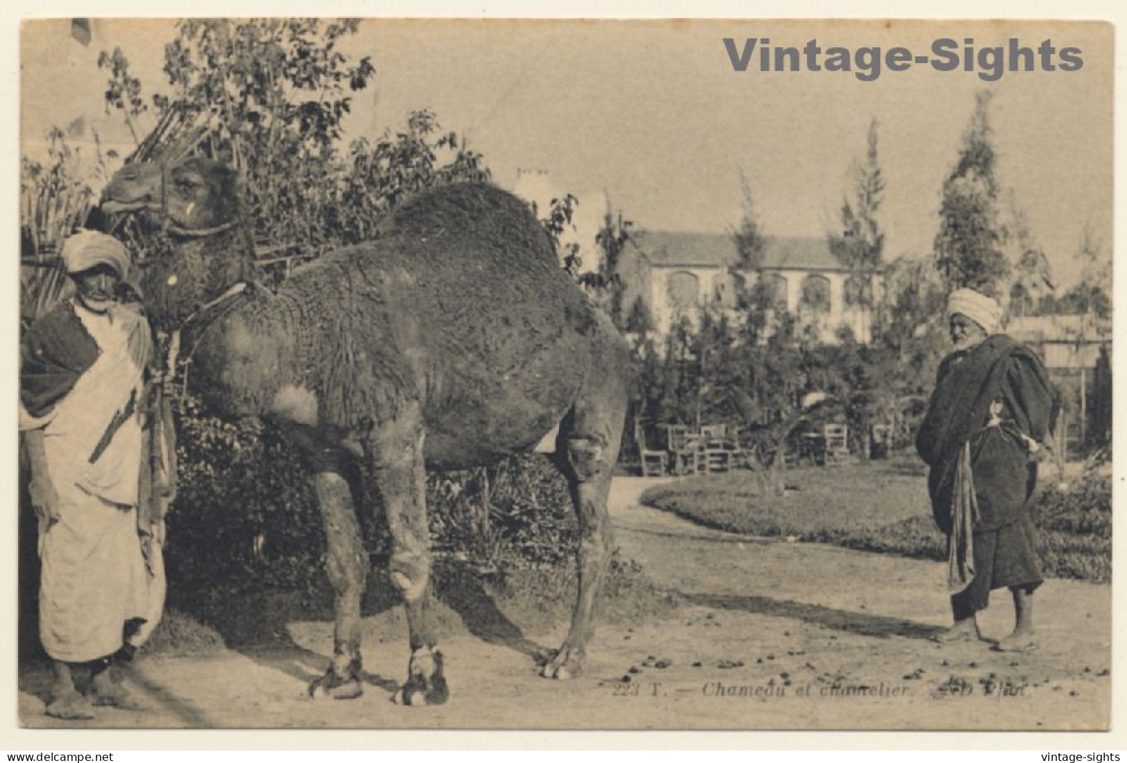 Tunisia: Chameau Et Chamelier / Camel (Vintage PC 1910s/1920s) - Sonstige & Ohne Zuordnung