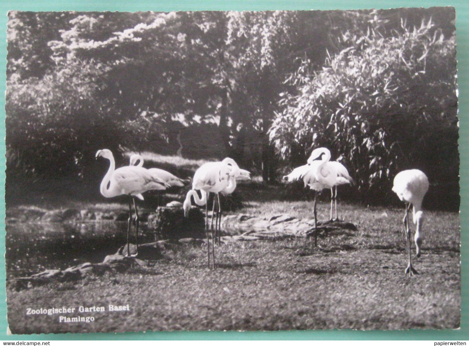 Basel - Zoologischer Garten: Flamingo - Bâle