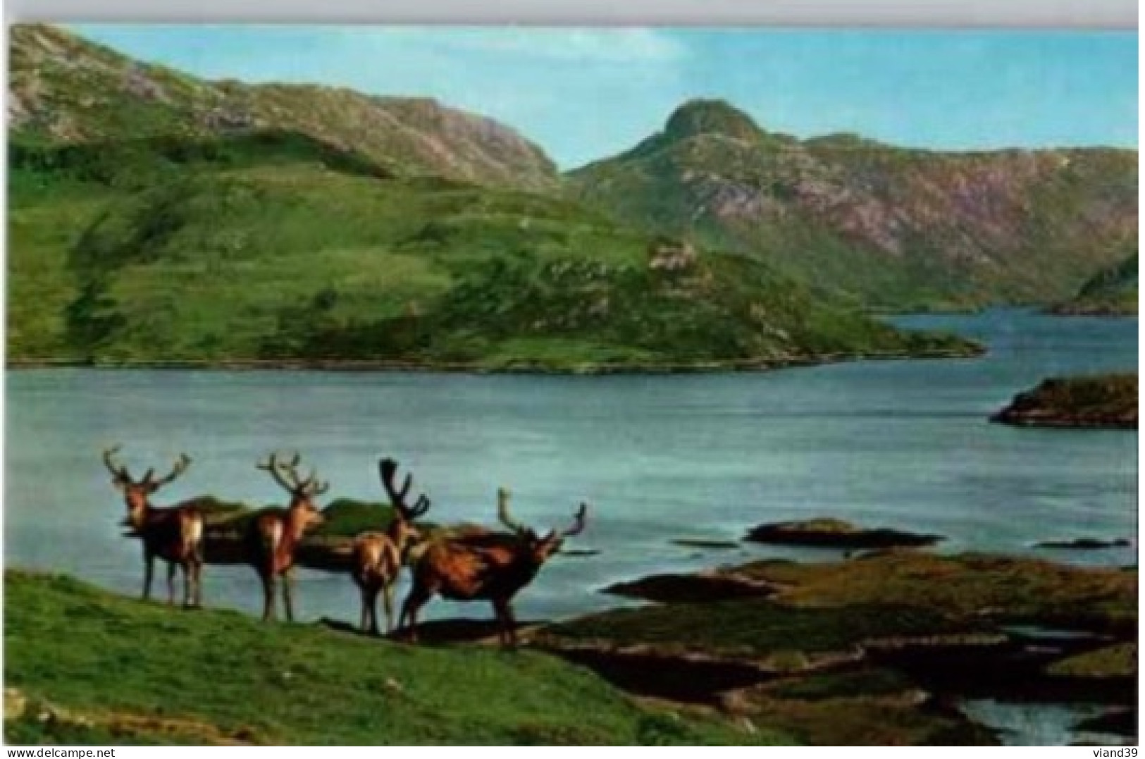 SCOTTISH HIGHLANDS. -  Royal Stag In Velvet -  Cerf Royal.   -  Non Circle. - Autres & Non Classés