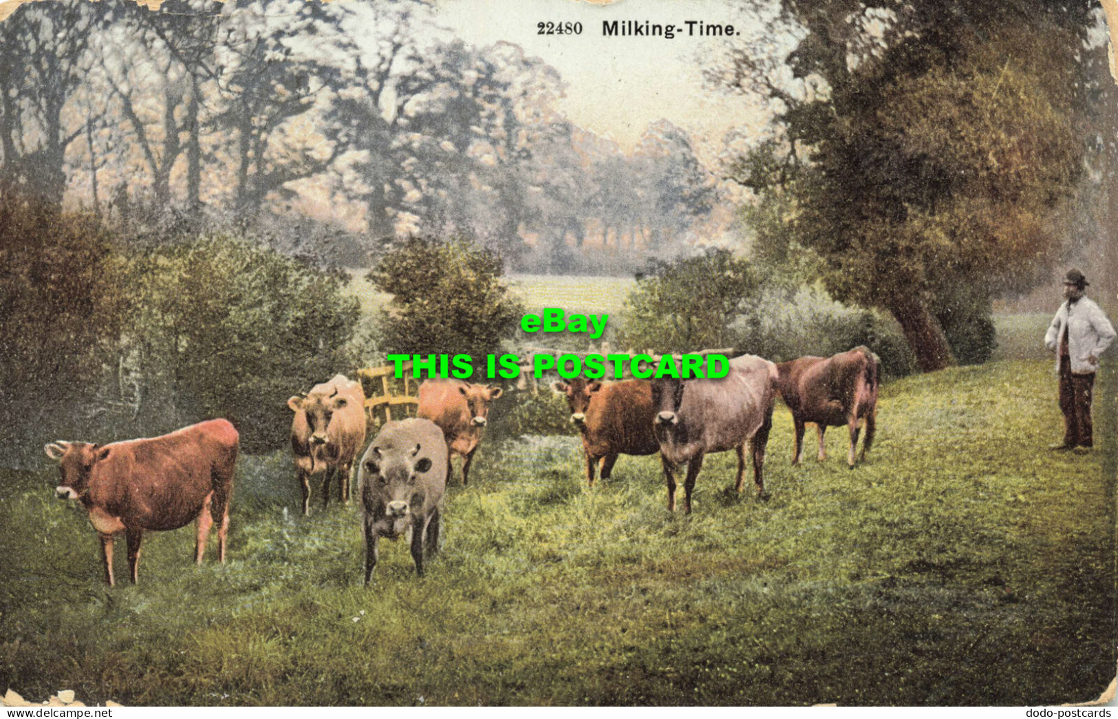R598369 Milking Time. Photochrom. 1905 - World