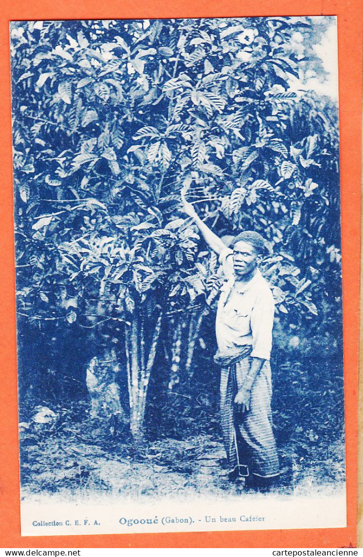 35204 / ⭐ OGOOUE (•◡•) Gabon ◉ Un Beau Cafeier 1920s ◉ Collection C.E.F.A CEFA  - Gabun