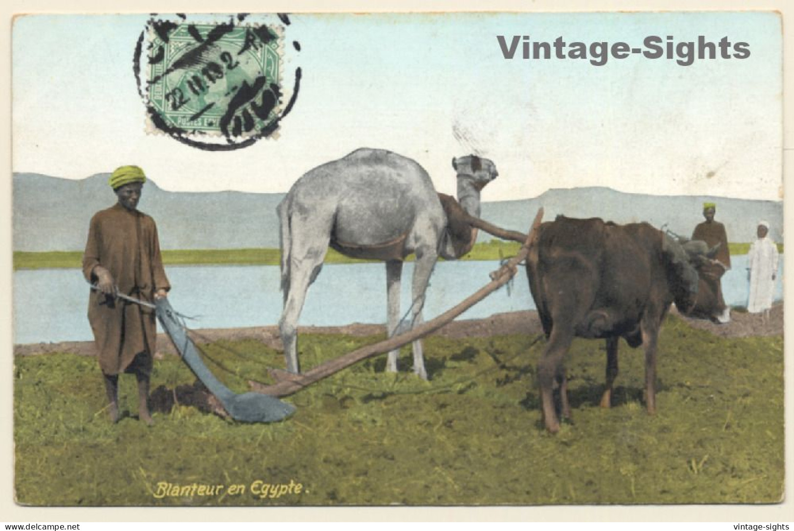 Egypt: Camel & Ox Plow / Agricultur (Vintage PC 1913) - Other & Unclassified