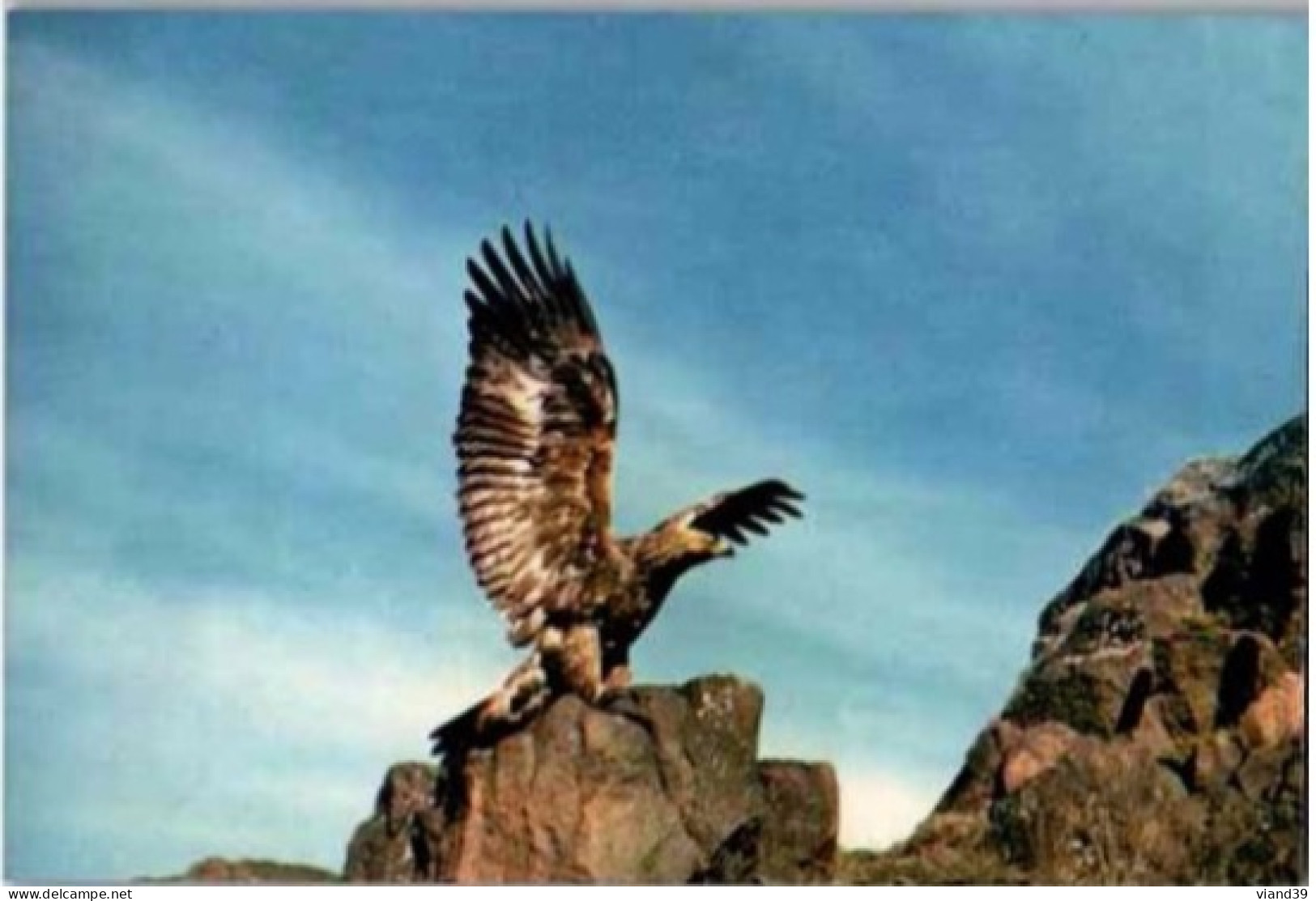 NORTH WEST SCOTLAND. -  The Golden Eagle.      Photo J. Arthur Dixon   -  Non Circulée - Andere & Zonder Classificatie