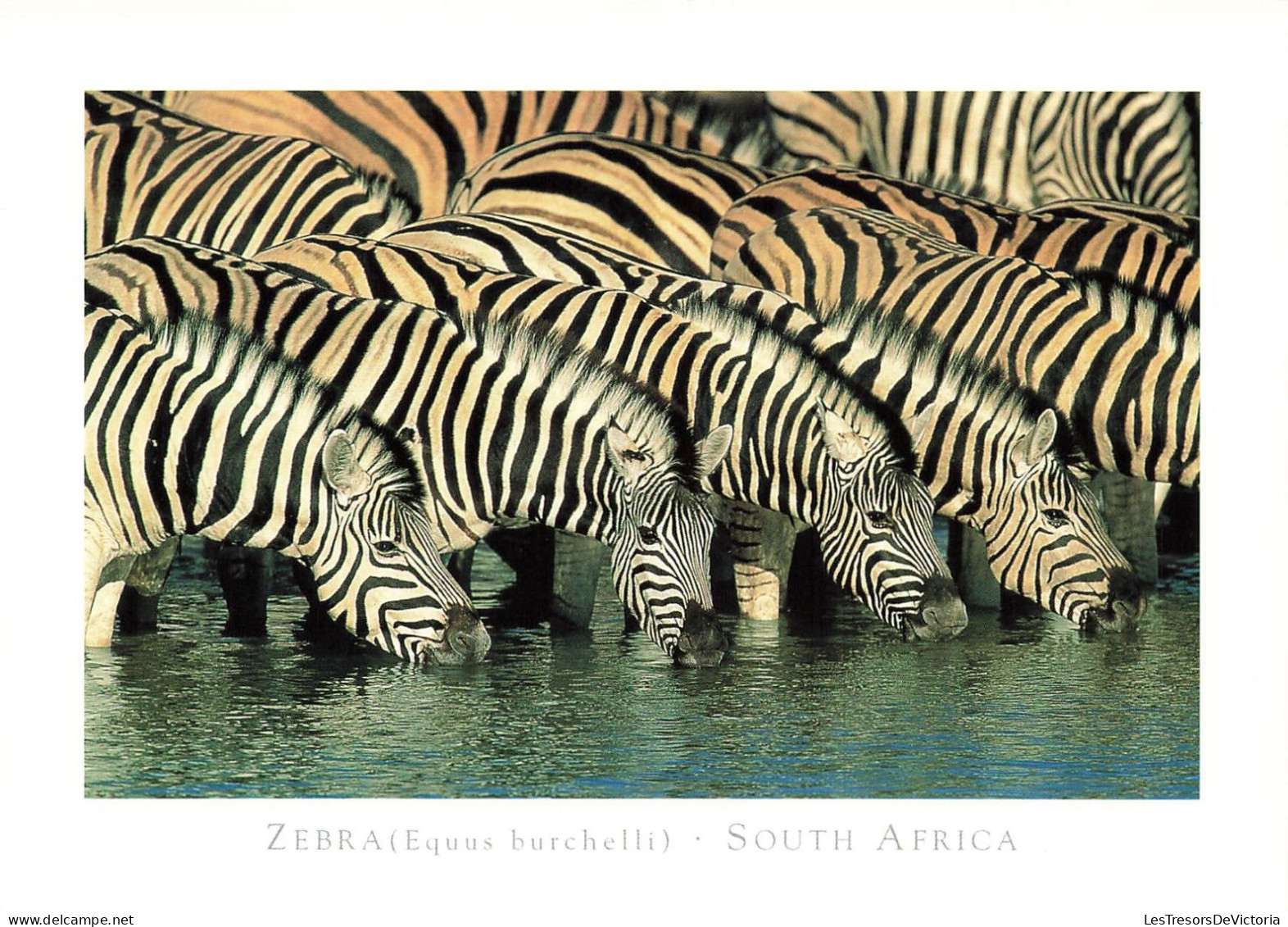 AFRIQUE DU SUD - Zebra (Equus Burchelli) - South Africa - Carte Postale - South Africa