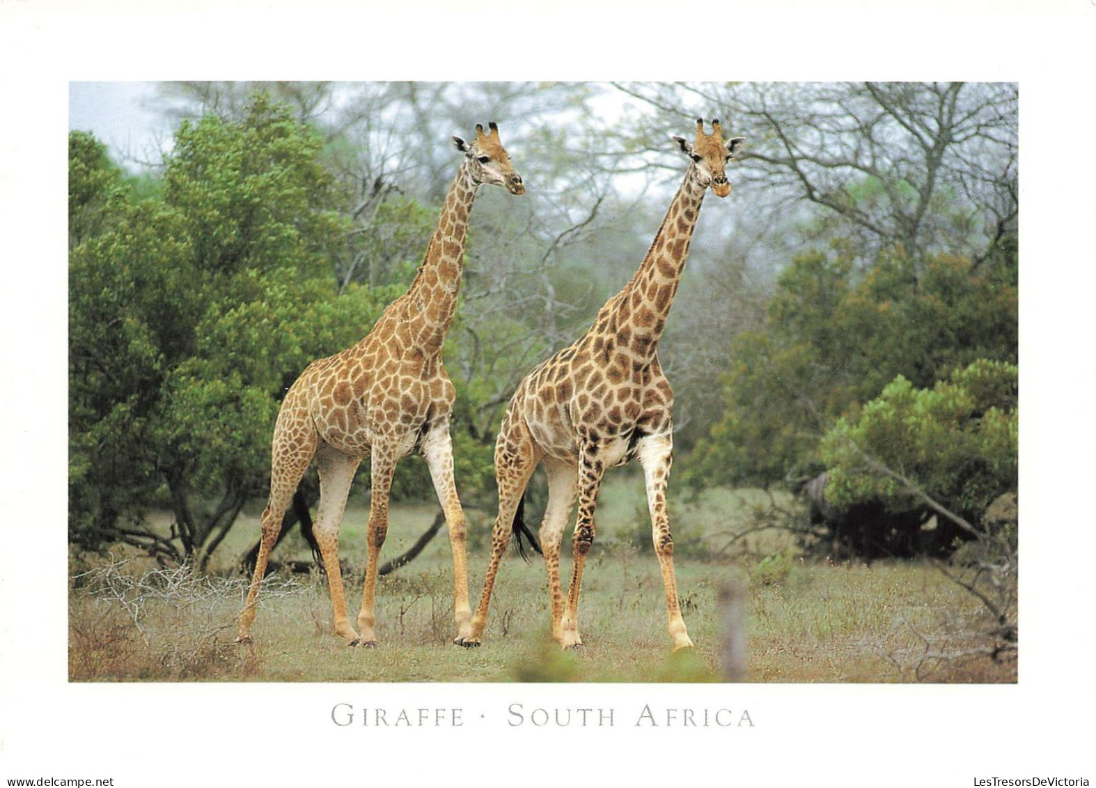 AFRIQUE DU SUD - Giraffe - South Africa - Carte Postale - South Africa