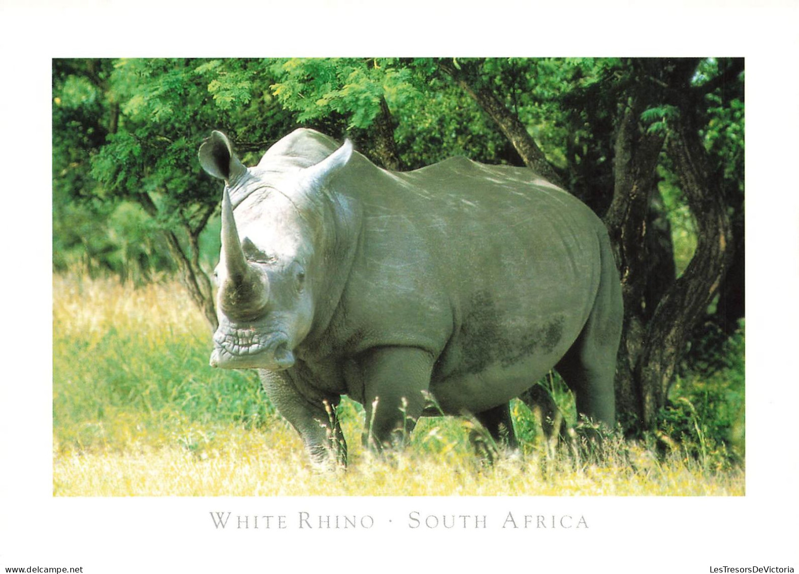 AFRIQUE DU SUD - White Rhino - South Africa - Carte Postale - Afrique Du Sud