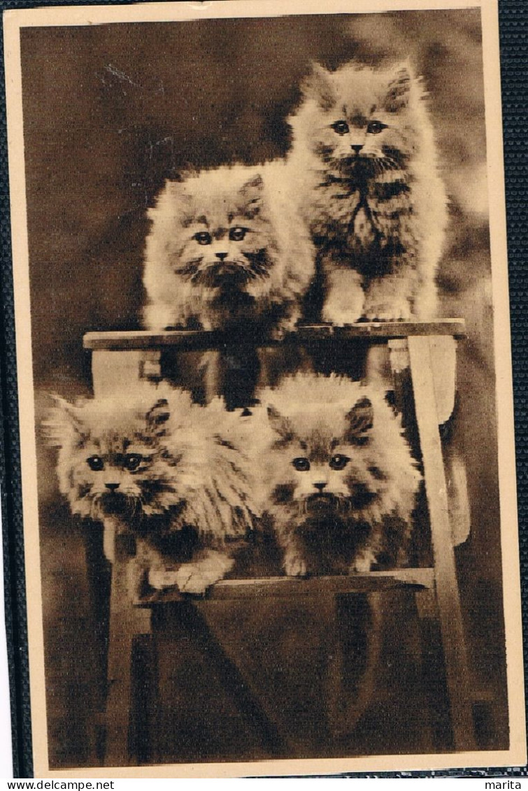 4 Chats - Cats - Poezen Op Ladder - Katzen - Cats