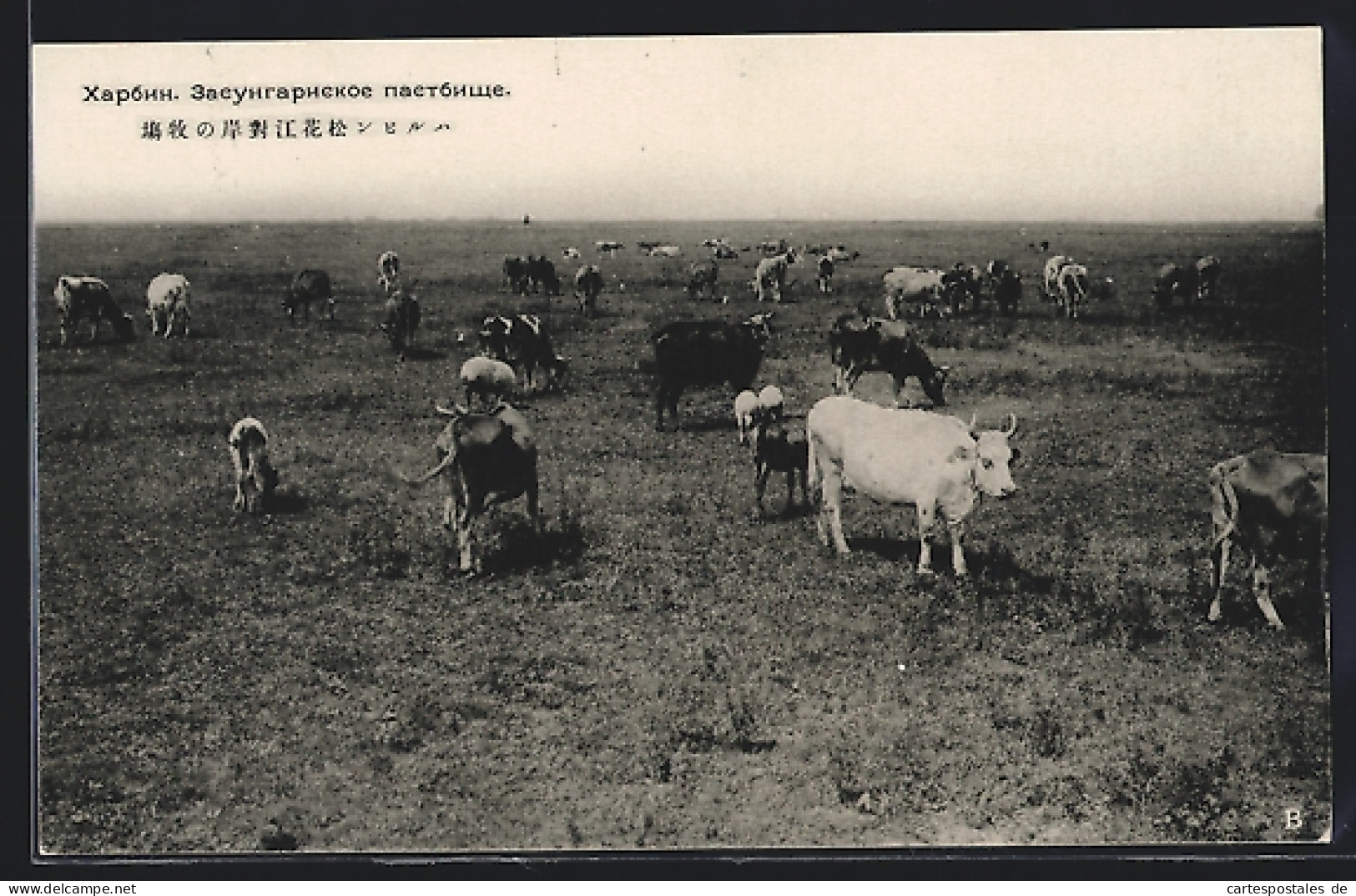 AK Harbin, Rinder Auf Der Weide  - China