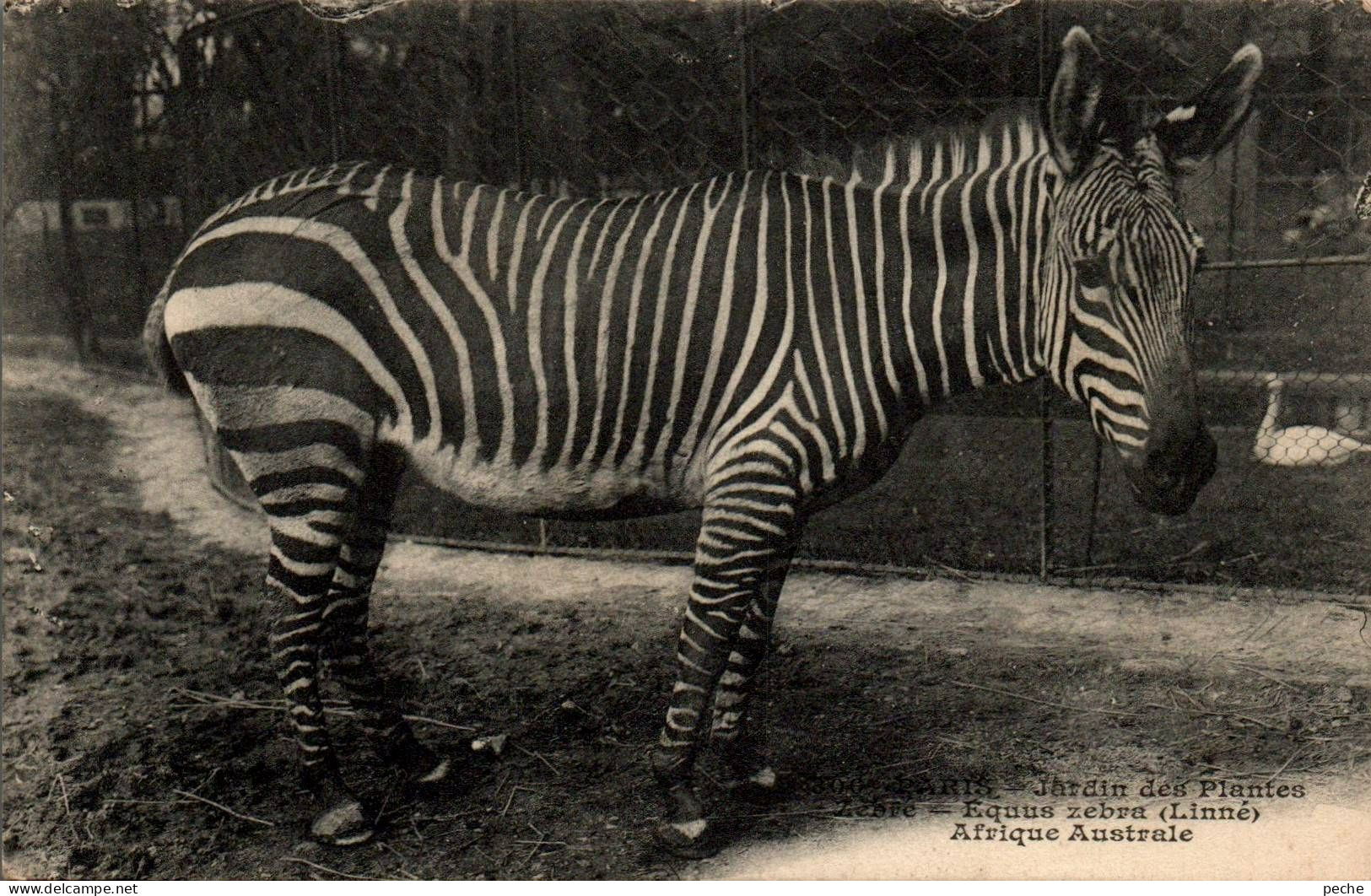 N°1701 W -cpa Paris -jardin Des Plates -zèbre D'Afrique Australe- - Zebra's