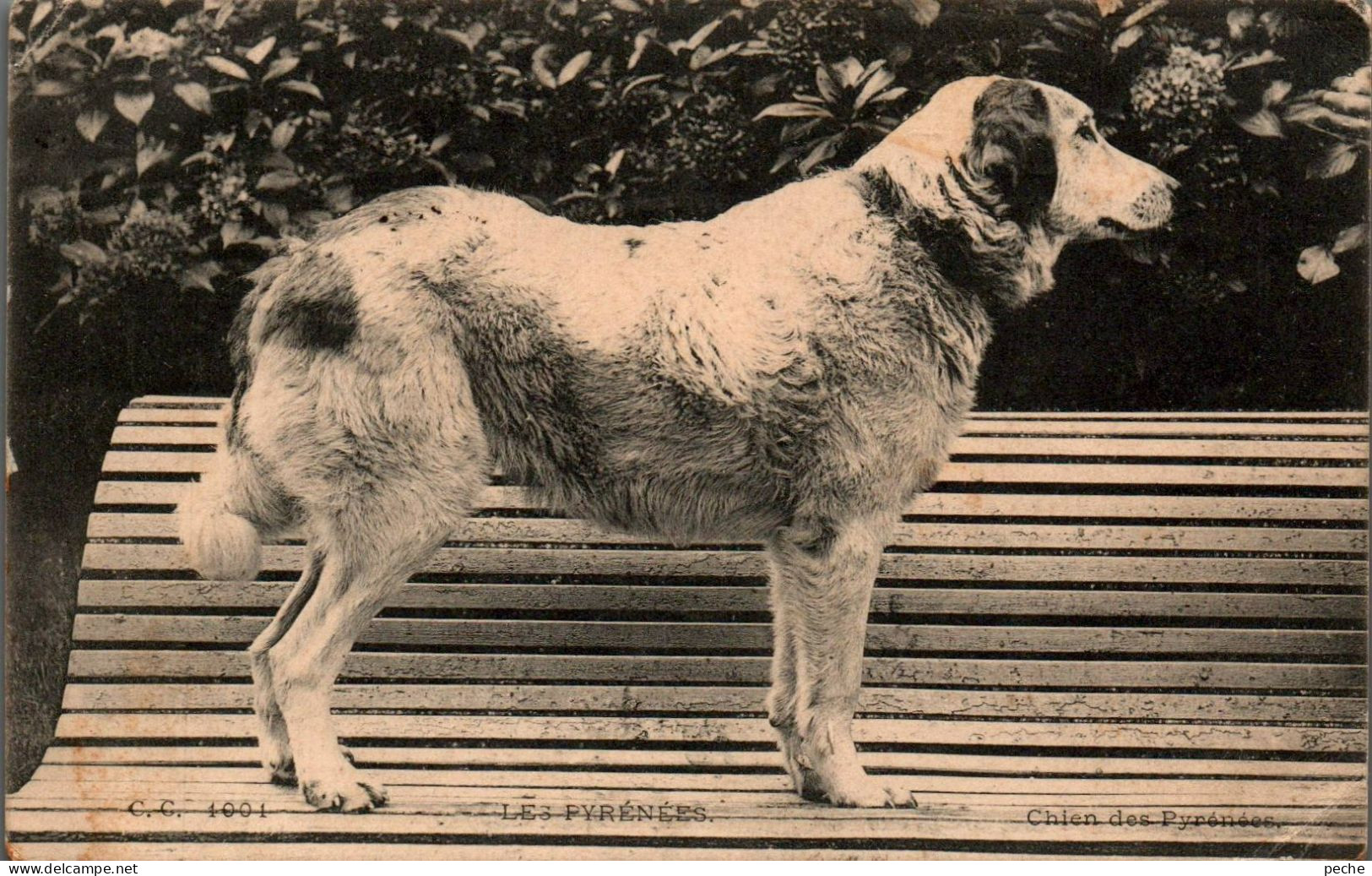 N°1702 W -cpa Chien Des Pyrénées - Hunde
