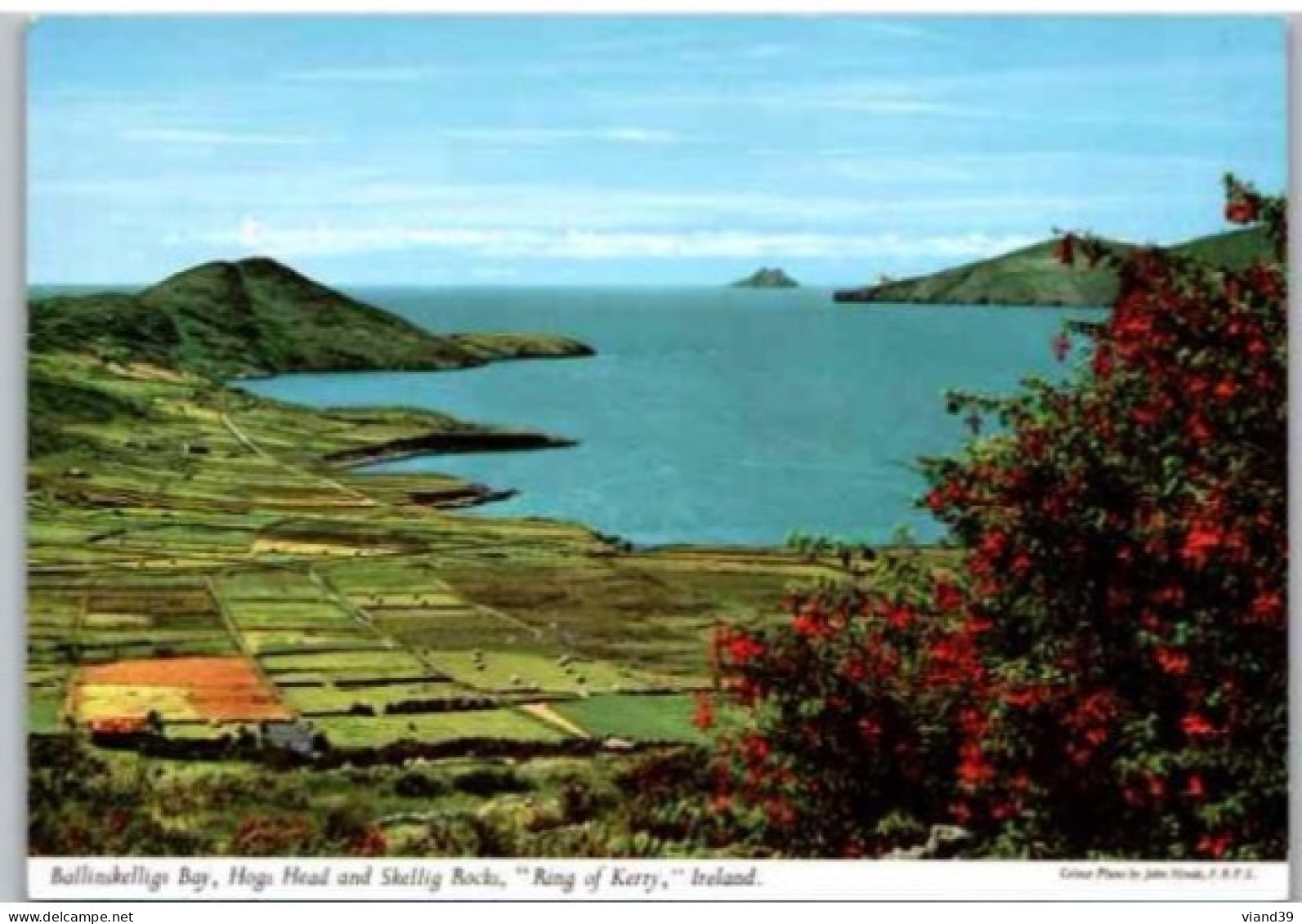 BALLINSKELLIGS BAY,    Hogs Head And Skellig Rocks.   , Ring Of Kerry.   -  Non Circulée - Kerry