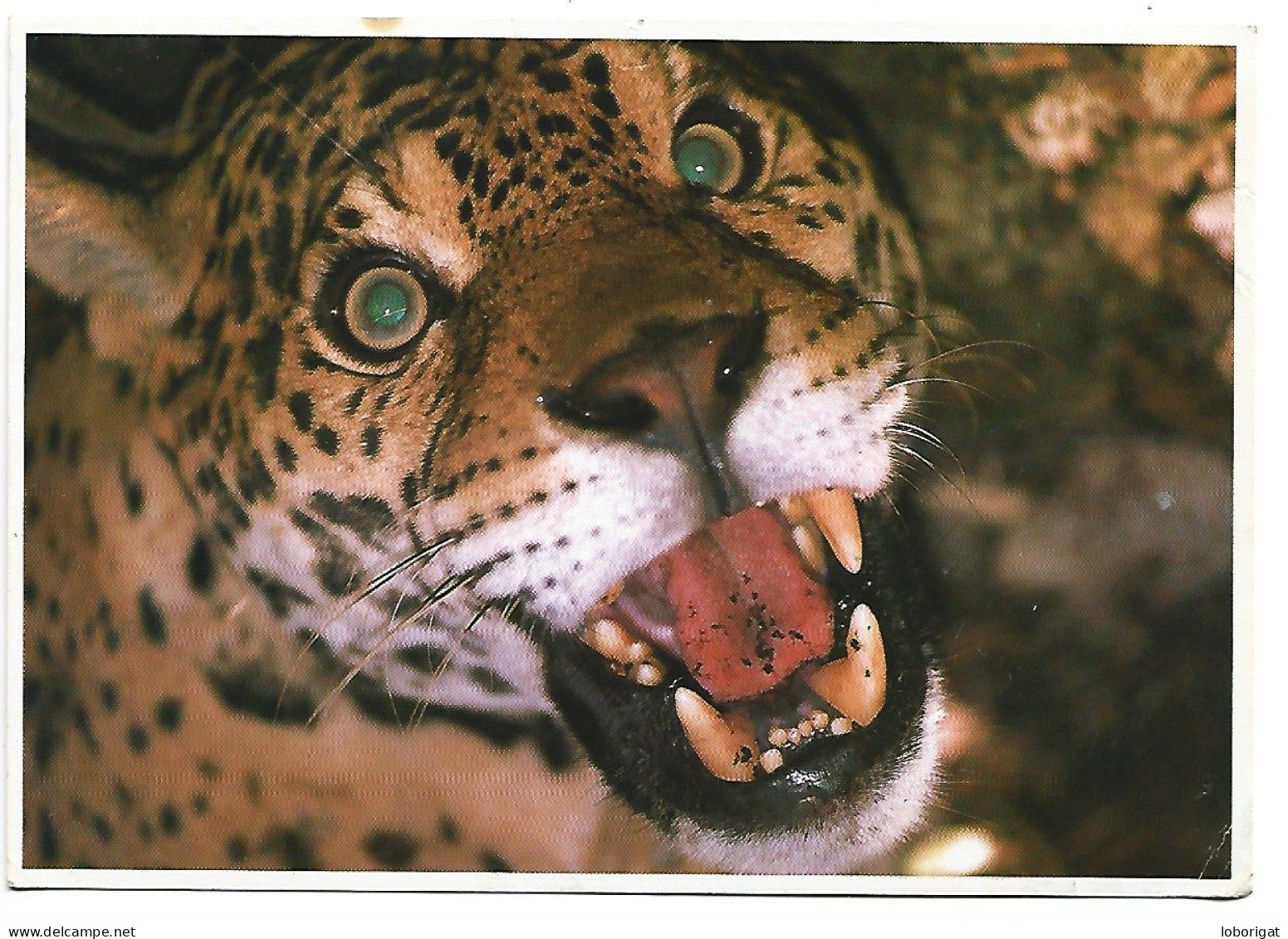 PANTHERA ONCA / ONÇA PINTADA / JAGUAR.-  ( BRASIL ) - Tigers
