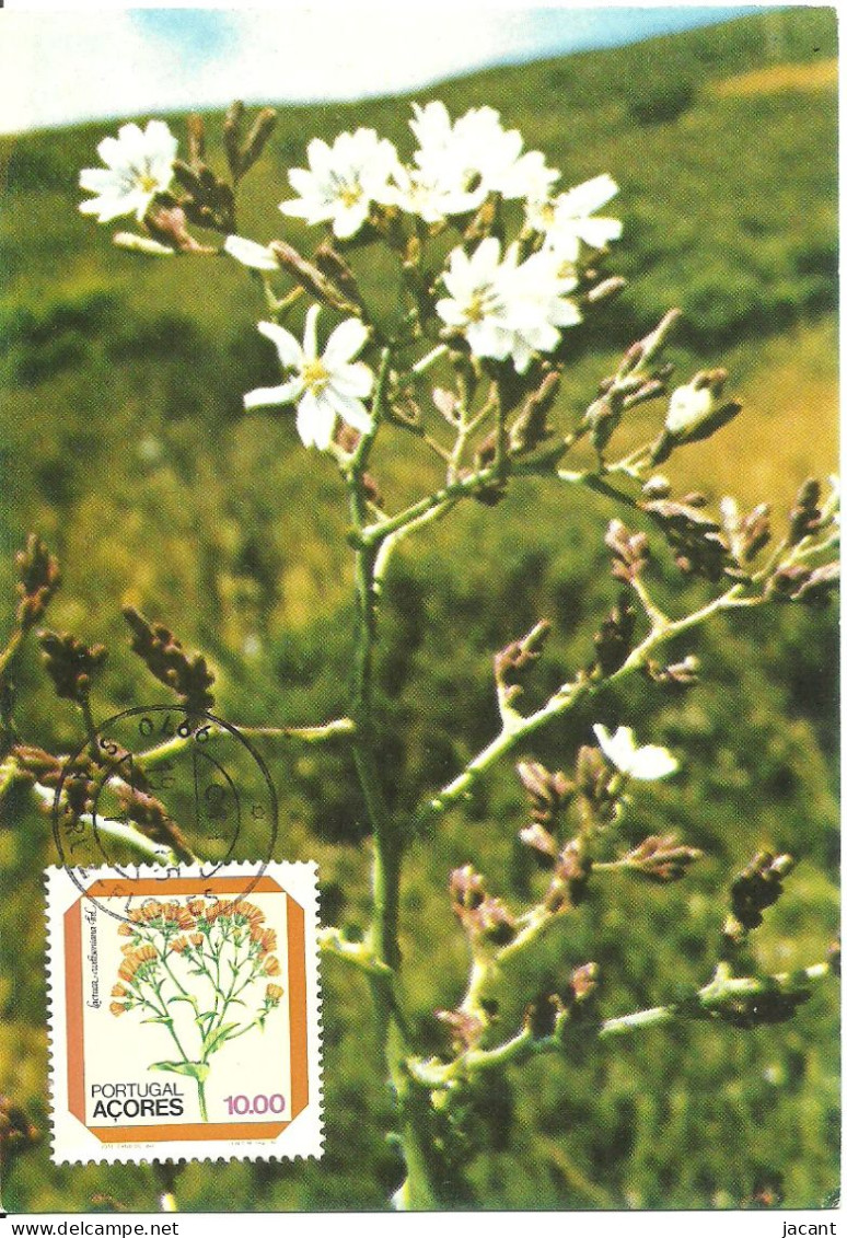 30843 - Carte Maximum - Portugal - Açores - Flores Fleurs - Alfacinha - Lactua Watsoniana - Maximumkaarten