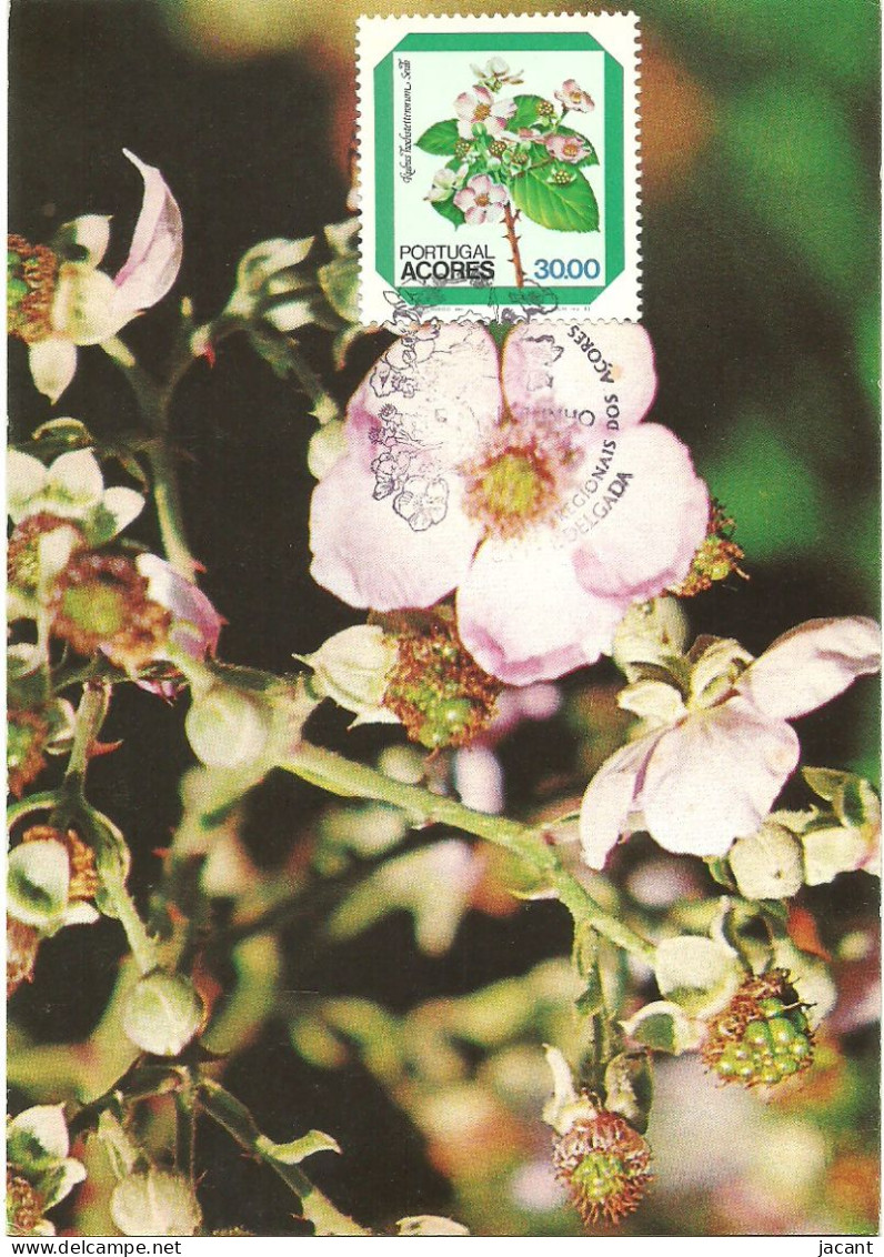 30844 - Carte Maximum - Portugal - Açores - Flores Fleurs - Rubus Hochstterorum - Maximumkaarten