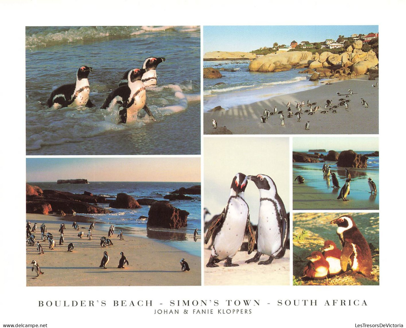 AFRIQUE DU SUD - Boulder's Beach - Simon's Town - South Africa - Johan & Fanie Kloppers - Pingouin - Carte Postale - South Africa