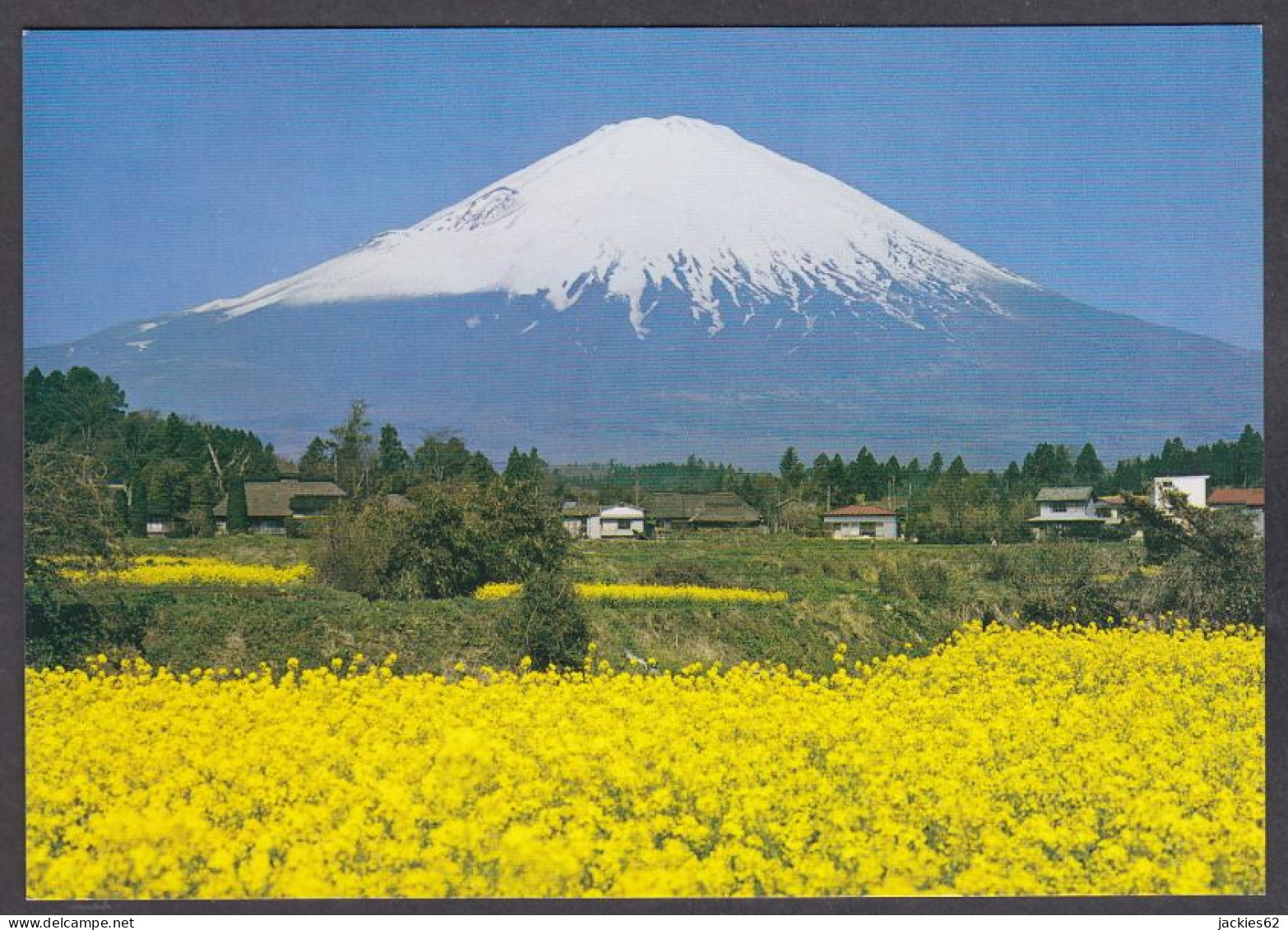 121177/ Mt. Fuji, Rape Blossoms - Autres & Non Classés