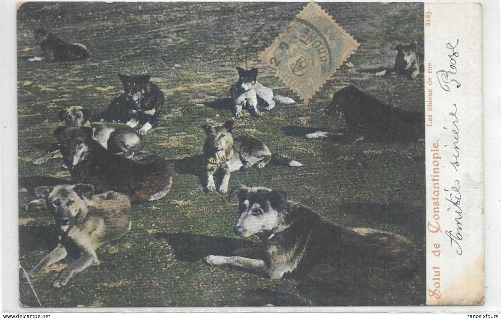 TURQUIE. CONSTANTINOPLE. CHIENS DE RUE. CARTE ECRITE - Turkije